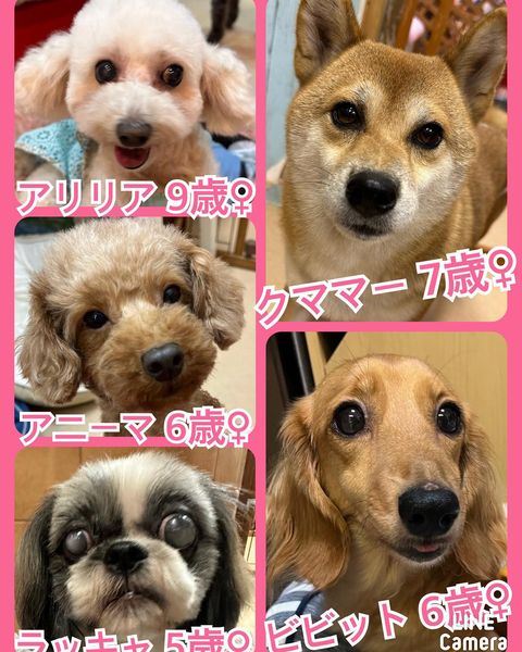 🐾今日の里親様募集中ワンコ🐶メンバーです🐾2023,9,17【保護犬カフェ天神橋店】
